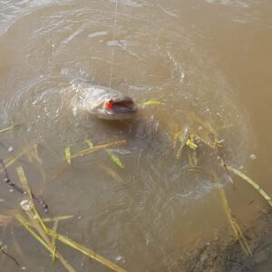 Spinnfischen Anfängerkurs – Drill im Wasser